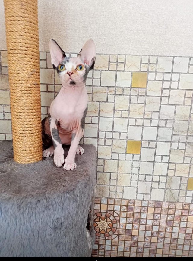 Preview of the first image of Sell beautiful and kind girl Sphynx ..