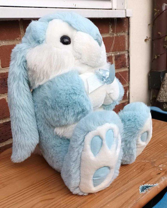 Preview of the first image of Beautiful Blue and White long eared Rabbit.