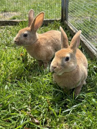 Image 4 of Mini Rex kits searching for their homes