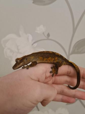 Image 4 of Partial Pin Harley Crested Gecko