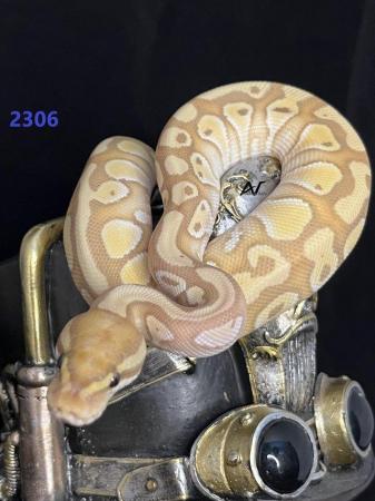 Image 3 of 1.0 Banana Mojave Het Clown royal/ball python baby