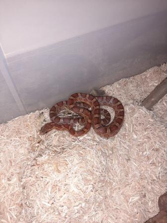 Image 5 of 1 year old male corn snake