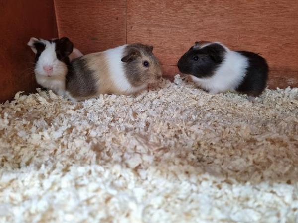 Image 2 of Baby boy guinea pigs for sale