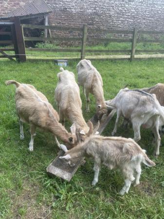 Image 1 of 2x toggenburg with kids at foot
