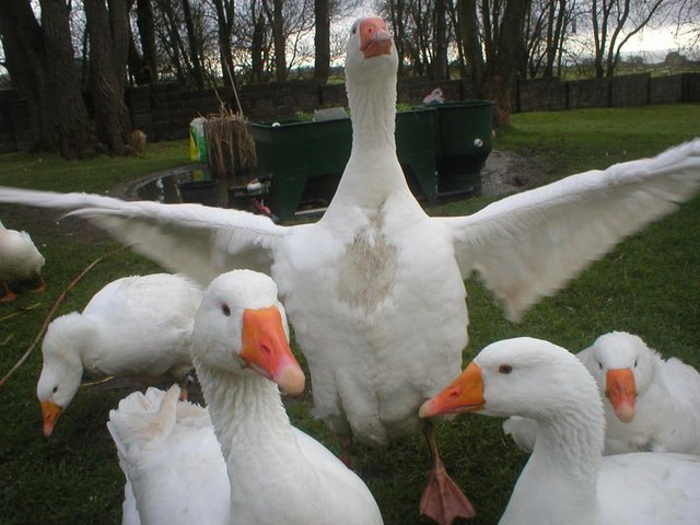 Preview of the first image of Embden Goose Geese Goslings.