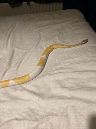 Image 3 of Female banana pied royal python