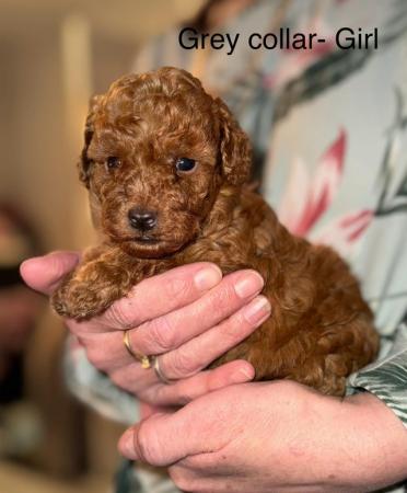 Image 1 of ! Red/apricot toy poodle puppies,adorable! !