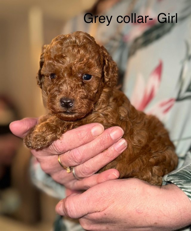Preview of the first image of * Red/apricot toy poodle puppies,adorable! *.