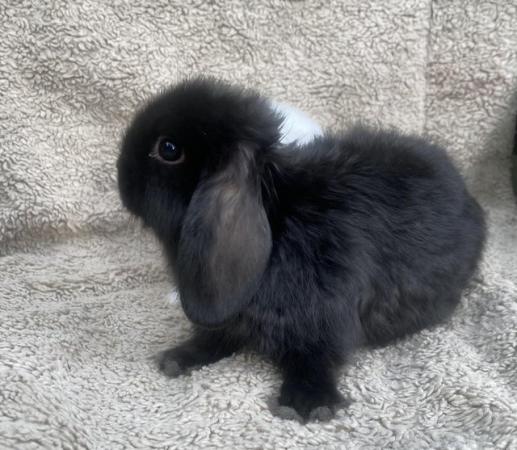 Image 3 of 9 week old mini lop rabbits for sale
