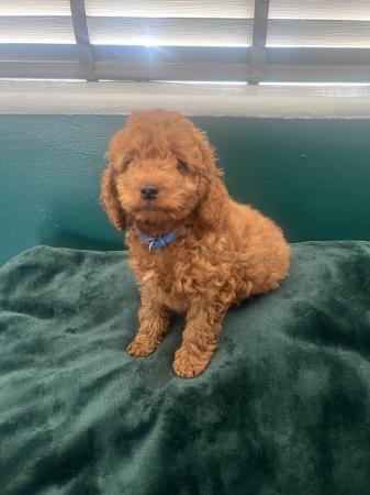 Image 6 of F1B Cockapoo puppies ready now 1 girl left