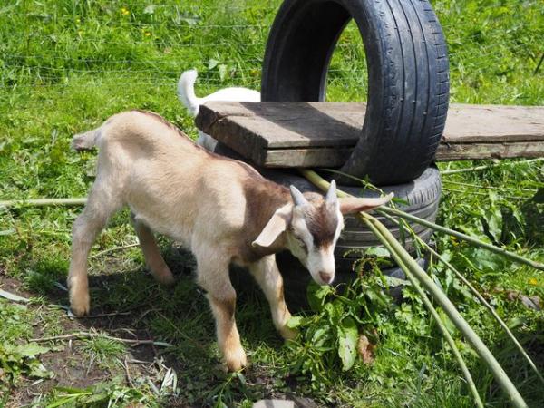 Image 3 of Billy goat kid Saanen x toggenberg x boer