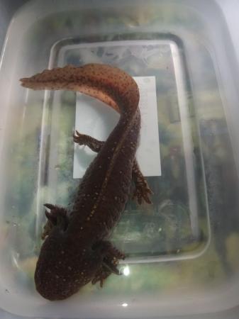 Image 3 of 12 months old axolotls Lucy's gold and coppers
