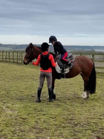 Image 3 of Lovely family pony, inc tack and access to 2 acres of land