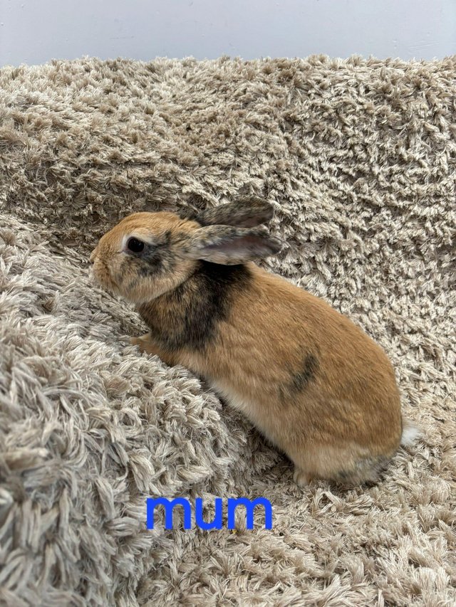 Preview of the first image of 3 cute baby rabbits for sale.
