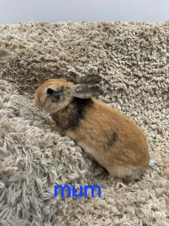 Image 1 of 3 cute baby rabbits for sale