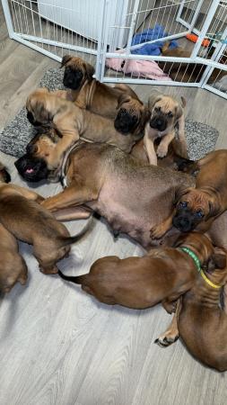 Image 5 of Cane Corso X Presa Canario Puppies For Sale