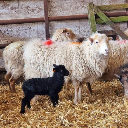 Image 6 of Ouessant Ewe Lambs - Miniature Sheep