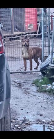 Image 2 of Bull breed x GSD guard dog type homes sought