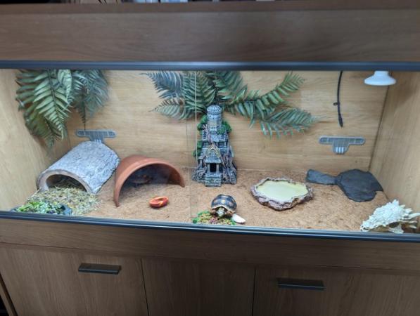 Image 7 of Pair of Red Legged Tortoise and vivarium and stand