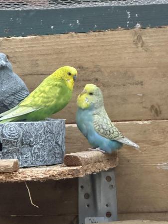 Image 5 of Budgie colony of 14 to go together