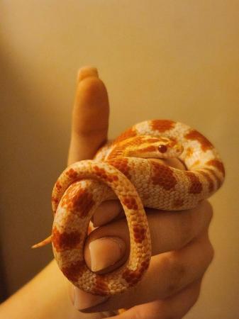 Image 3 of Two lovely, well handled corn snakes. With full set up!