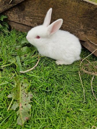 Image 4 of White New Zealand Young Rabbits For Sale