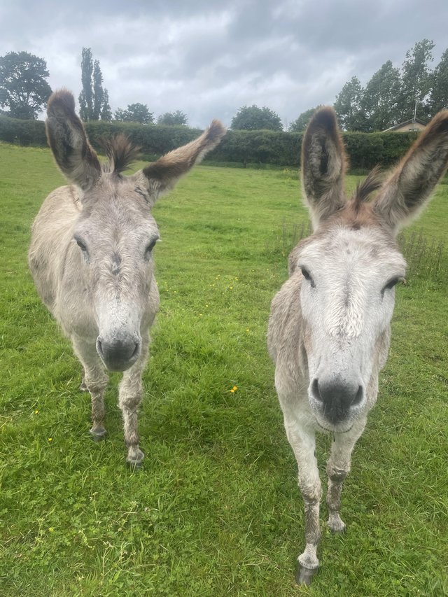 Preview of the first image of Pair of stunning Jenny donkeys.