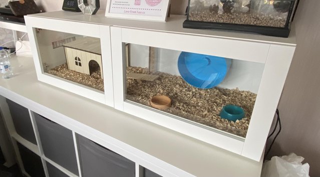 Image 5 of African Pygmy Hedgehog for sale with set up