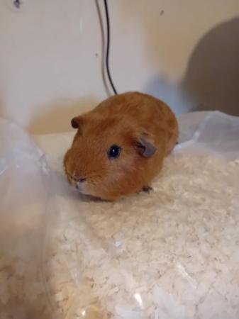 Image 3 of 1 year old male guinea pigs