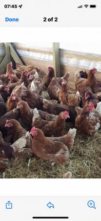Image 1 of 18 month old free range hens.