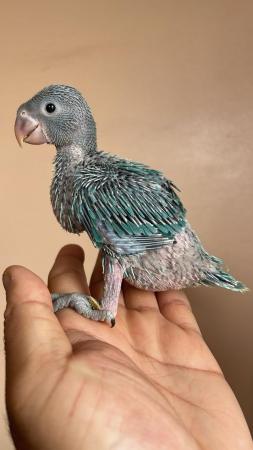 Image 7 of Properly Hand Reared Indian Ringneck Chicks Cuddly Tame