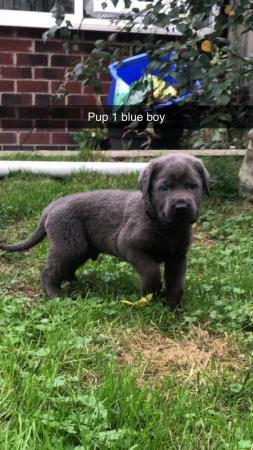 Image 16 of grand champion bloodlines cane corso pups. 10 weeks old.