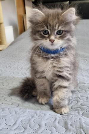 Image 1 of Pure/Pedigree  Siberian kittens  available