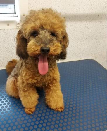 Image 3 of Red sable toy poodle for stud