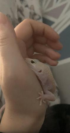 Image 2 of 3 year old albino leopard gecko