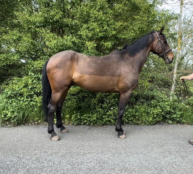 Preview of the first image of 16hh 12yr old ISH Gelding.