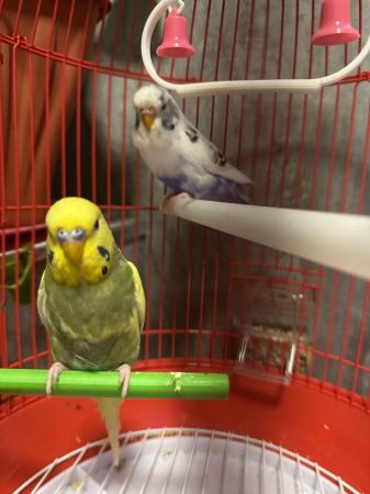 Image 1 of Pair of budgies with cage