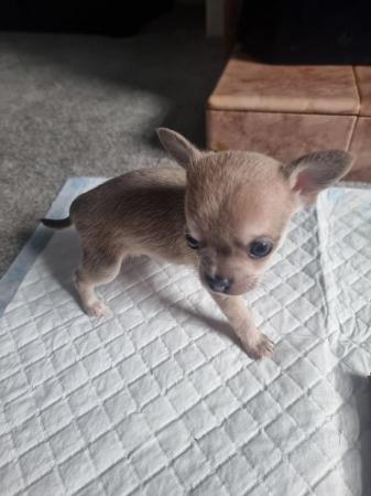Image 1 of Chihuahua male pups for sale