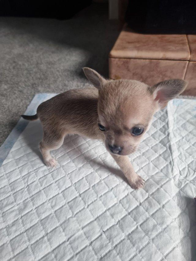 Preview of the first image of Chihuahua male pups for sale.
