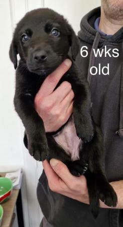Image 10 of Black Lab x Collie-Lurcher Puppies, READY NOW