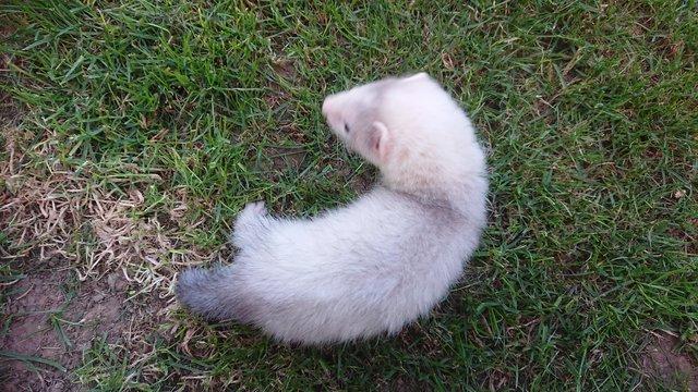 Image 4 of Micro ferret kits for sale ready now