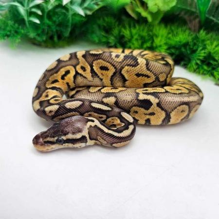 Image 6 of Huge royal python list from lincoln reptiles ltd
