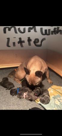 Image 7 of French bulldog last boy left kc registered ready to leave!