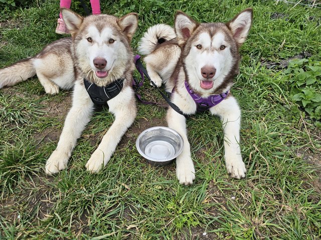 Preview of the first image of 2 beautiful husky x malamute girls left.