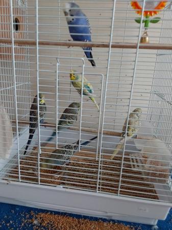 Image 5 of 6 month old budgies 3 males and 1 female