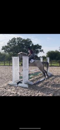 Image 1 of Price reduced talented pony