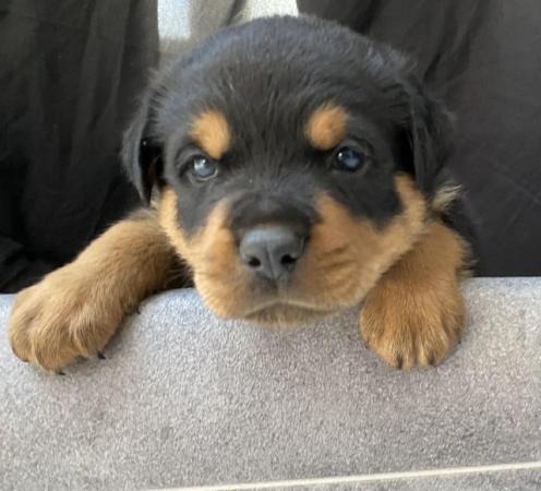 Image 22 of KC registered Rottweiler puppies ready to leave
