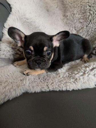 Image 2 of 9 week old French bulldog puppy's