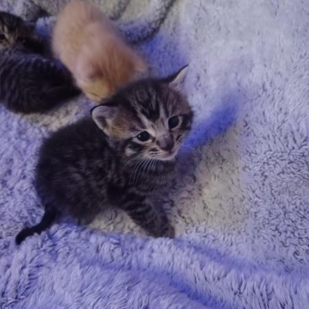 Image 1 of Kittens ready 23rd May ( Ginger now reserved !)