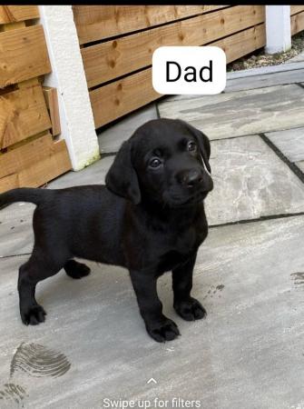Image 5 of Beautiful black labrador puppies